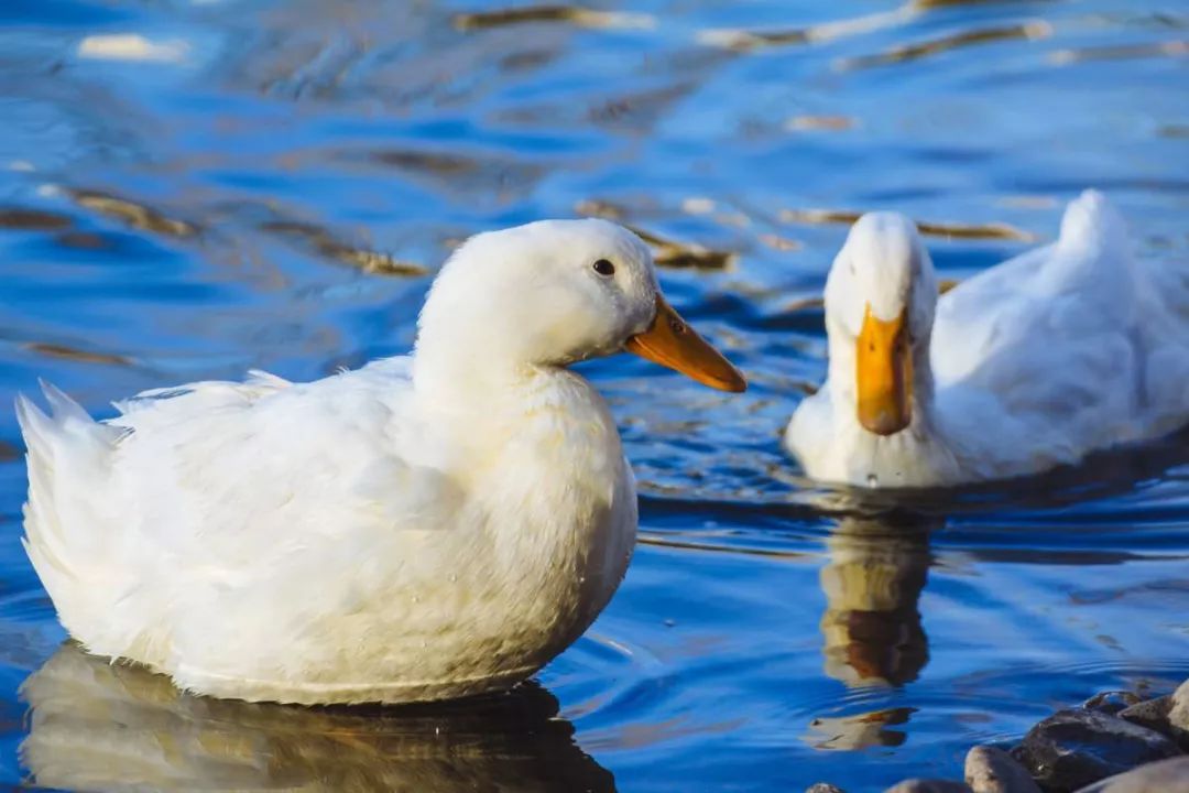 羽绒服休闲韩版新款宽松显瘦针织,时尚百搭儿童加绒保暖毛衣