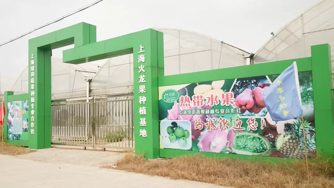 12月份好吃的热带水果推荐,金山当季水果有哪些