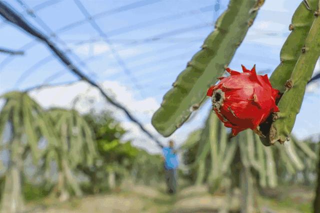 12月份好吃的热带水果推荐,金山当季水果有哪些