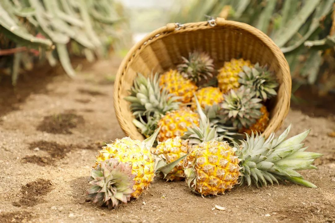 12月份好吃的热带水果推荐,金山当季水果有哪些