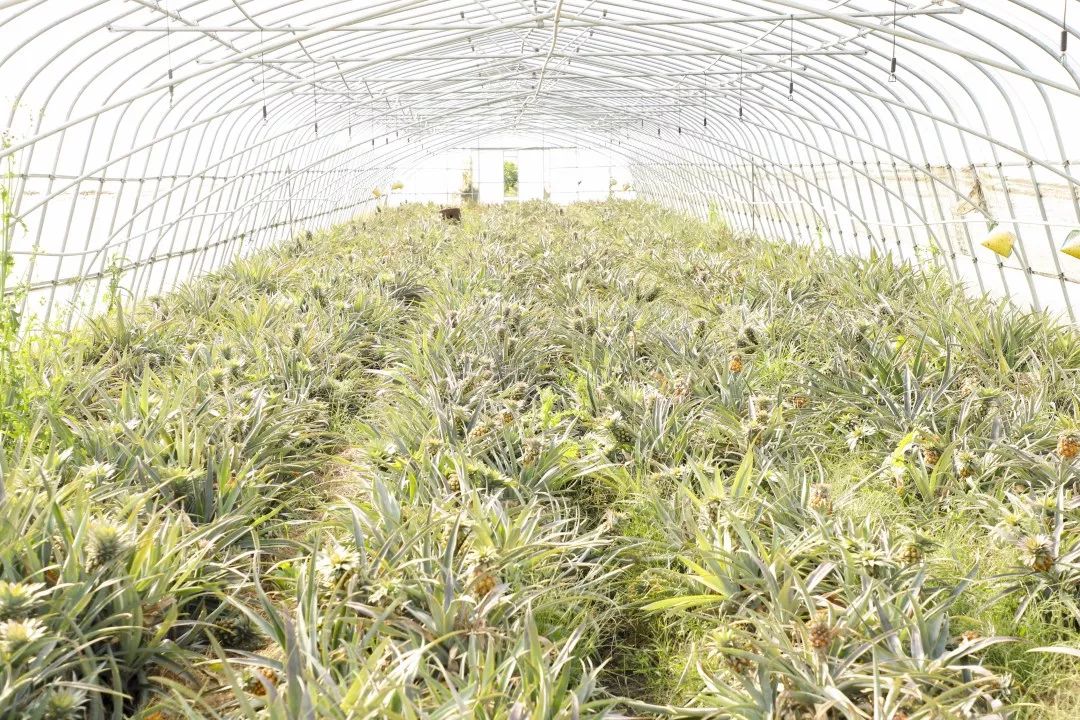 12月份好吃的热带水果推荐,金山当季水果有哪些