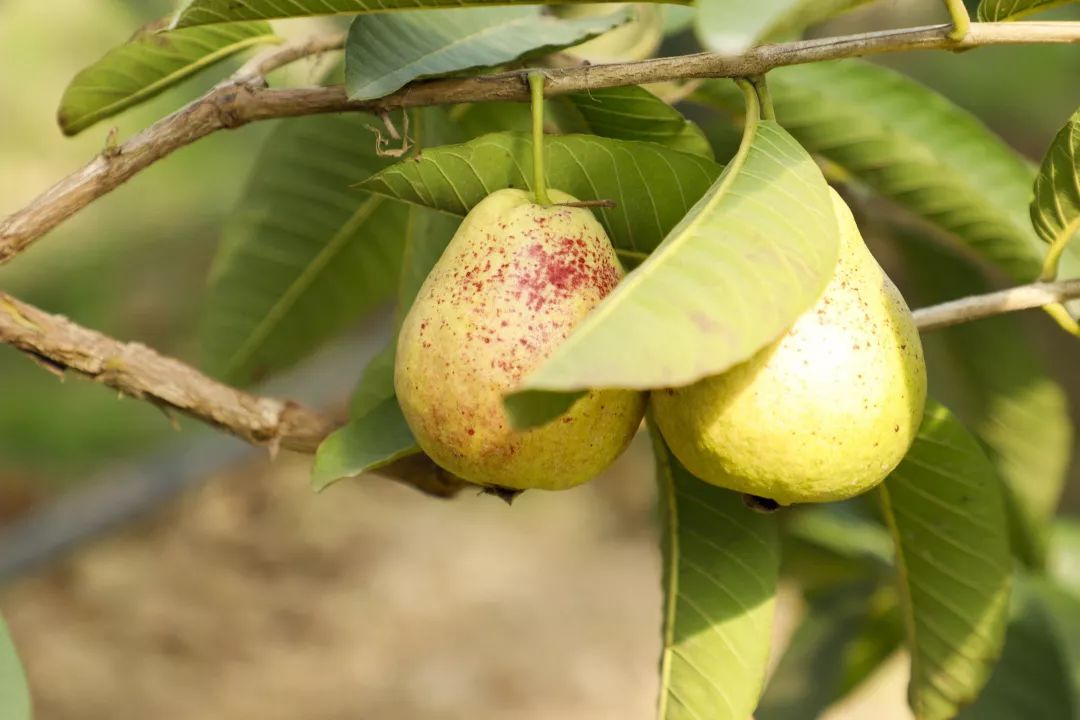 12月份好吃的热带水果推荐,金山当季水果有哪些