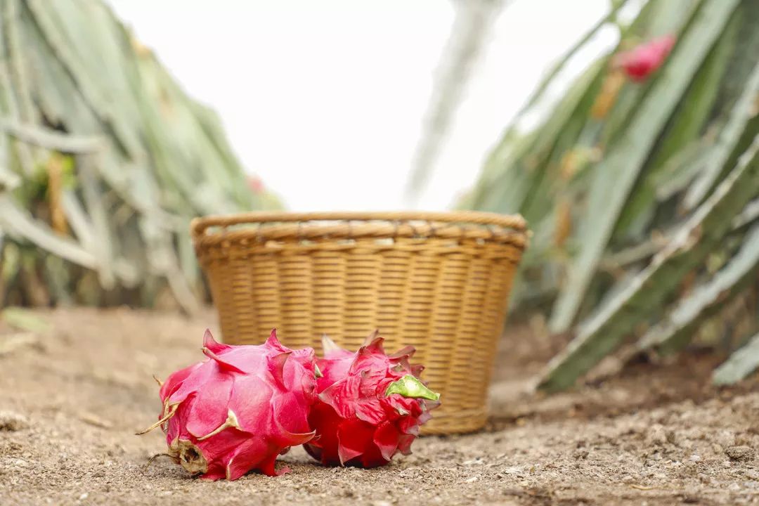 12月份好吃的热带水果推荐,金山当季水果有哪些