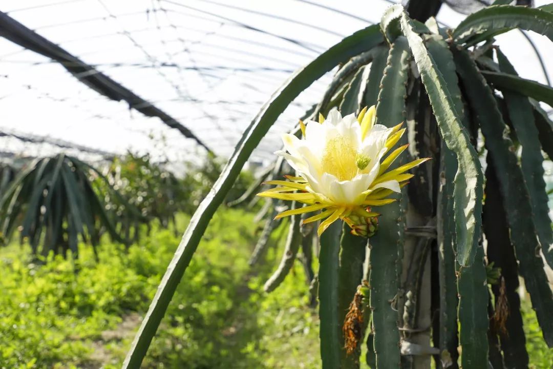 12月份好吃的热带水果推荐,金山当季水果有哪些