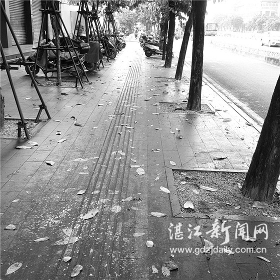 揭秘：霞山人民大道南大叶紫薇树“滴油”之谜