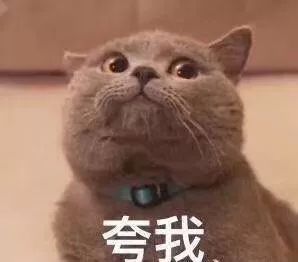 没想到就连满分合格的铲屎官，都可能错过它们……