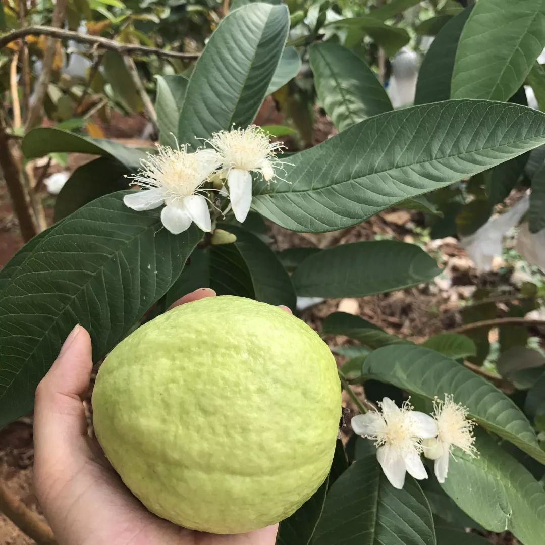 香甜可口满满的vc,含丰富vc软糯香甜