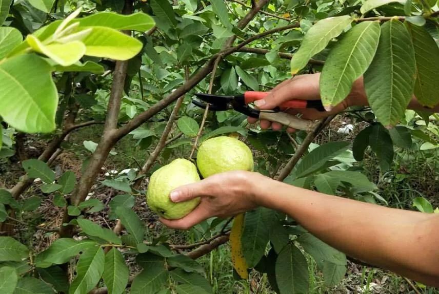 香甜可口满满的vc,含丰富vc软糯香甜