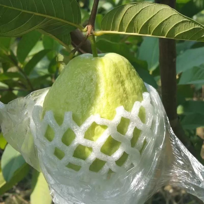 香甜可口满满的vc,含丰富vc软糯香甜