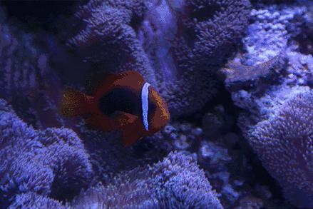 去看美人鱼咯，168元抢极地海洋世界一大一小超值套餐！