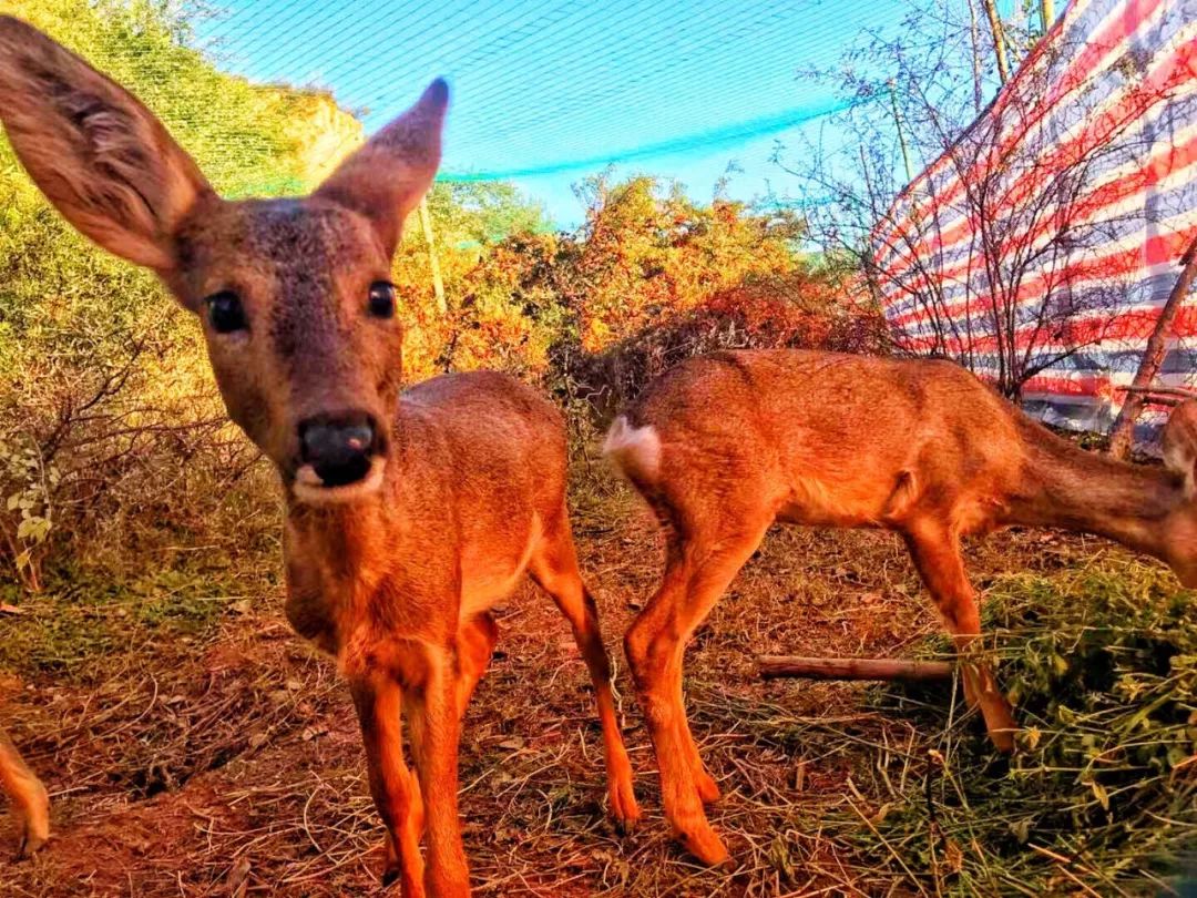 为什么救助狍子要用白布捂眼睛,救助狍子该送哪里