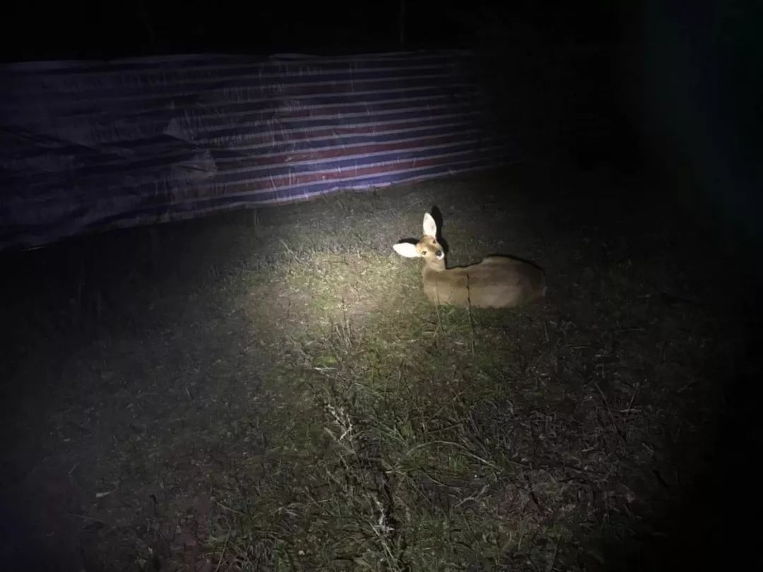 为什么救助狍子要用白布捂眼睛,救助狍子该送哪里