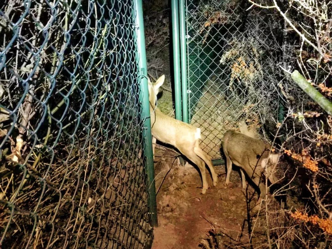 为什么救助狍子要用白布捂眼睛,救助狍子该送哪里