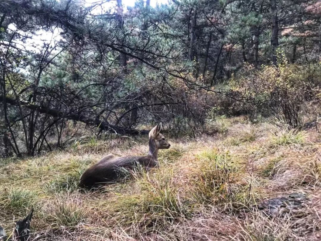 为什么救助狍子要用白布捂眼睛,救助狍子该送哪里