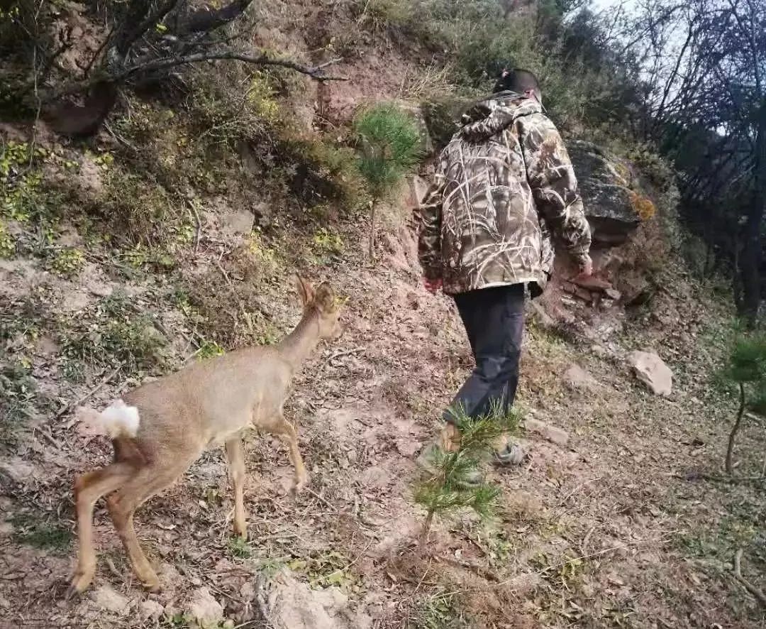 为什么救助狍子要用白布捂眼睛,救助狍子该送哪里