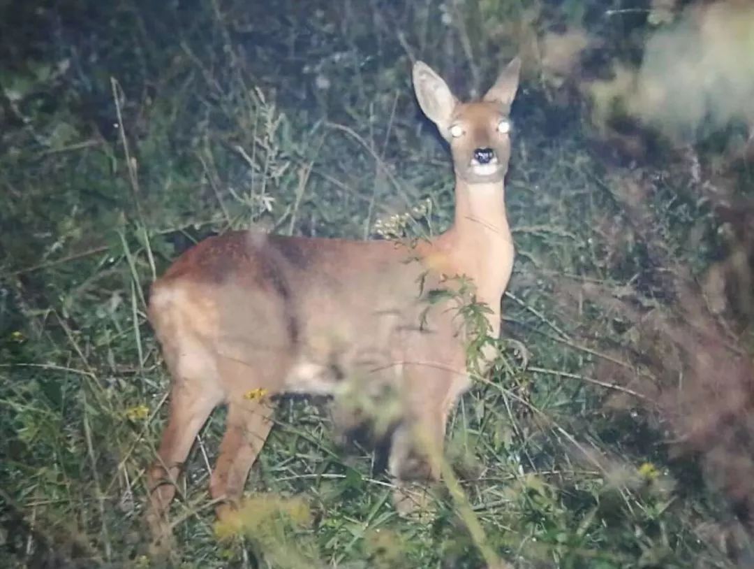 为什么救助狍子要用白布捂眼睛,救助狍子该送哪里