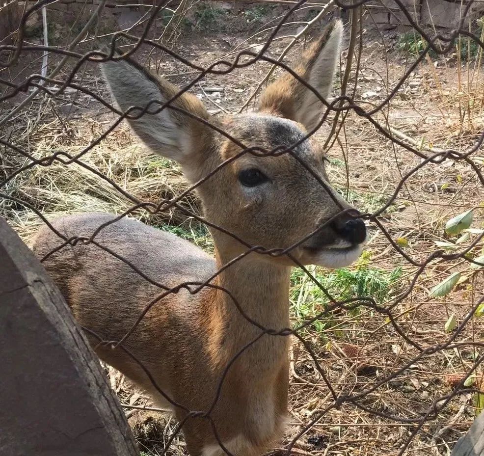 为什么救助狍子要用白布捂眼睛,救助狍子该送哪里