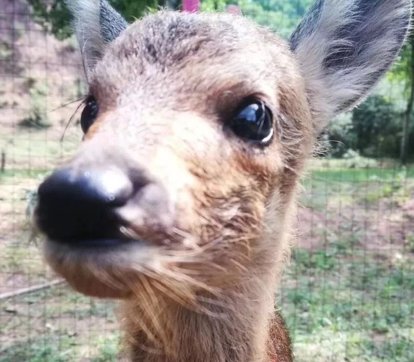 为什么救助狍子要用白布捂眼睛,救助狍子该送哪里