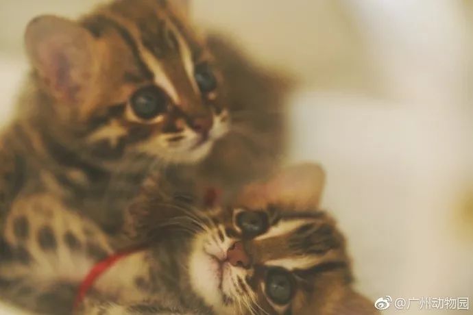 为啥救助狍子要捂眼睛,你们救过的小动物来报恩了吗