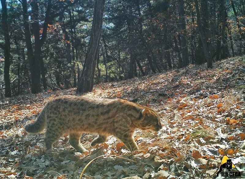 为啥救助狍子要捂眼睛,你们救过的小动物来报恩了吗