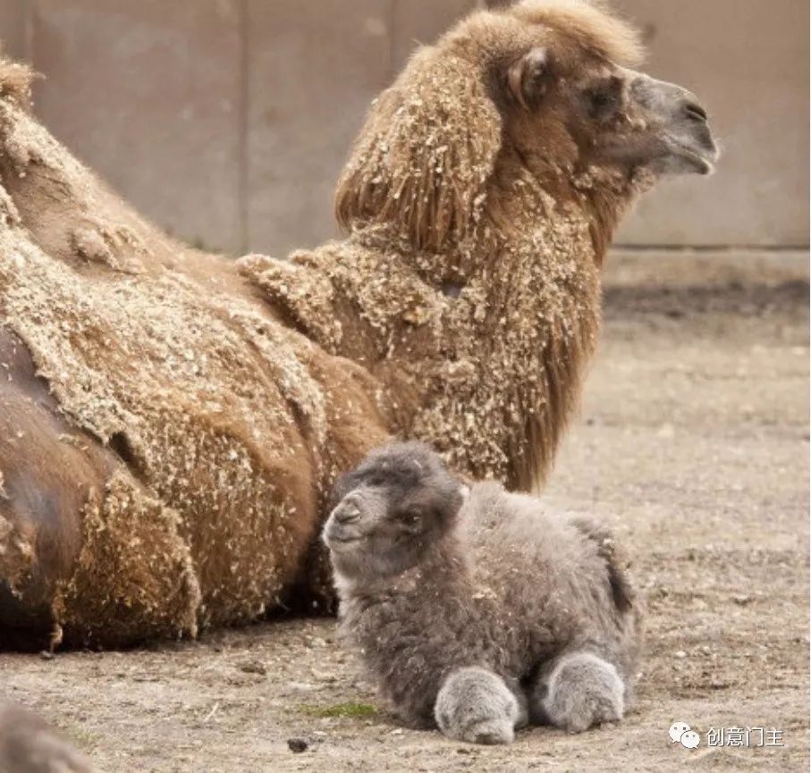 一组可爱的动物萌照,100张可爱动物图片