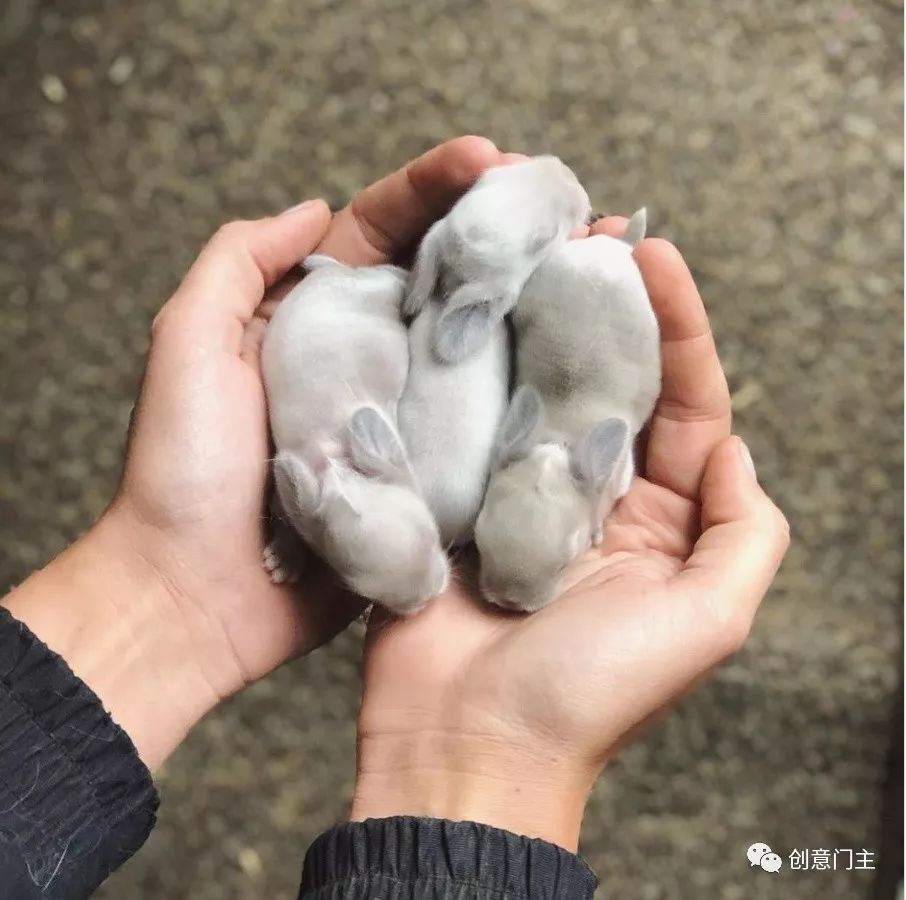 一组可爱的动物萌照,100张可爱动物图片