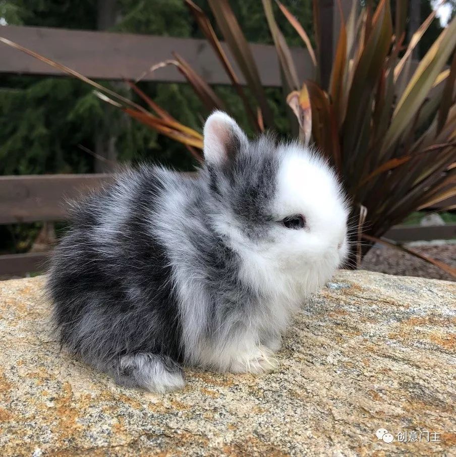 一组可爱的动物萌照,100张可爱动物图片