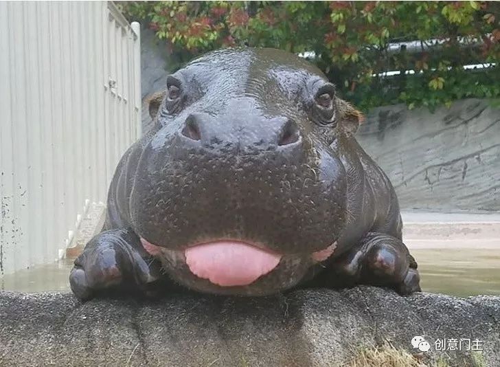 一组可爱的动物萌照,100张可爱动物图片