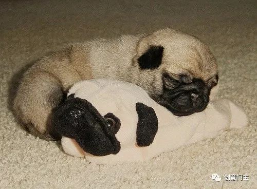 一组可爱的动物萌照,100张可爱动物图片