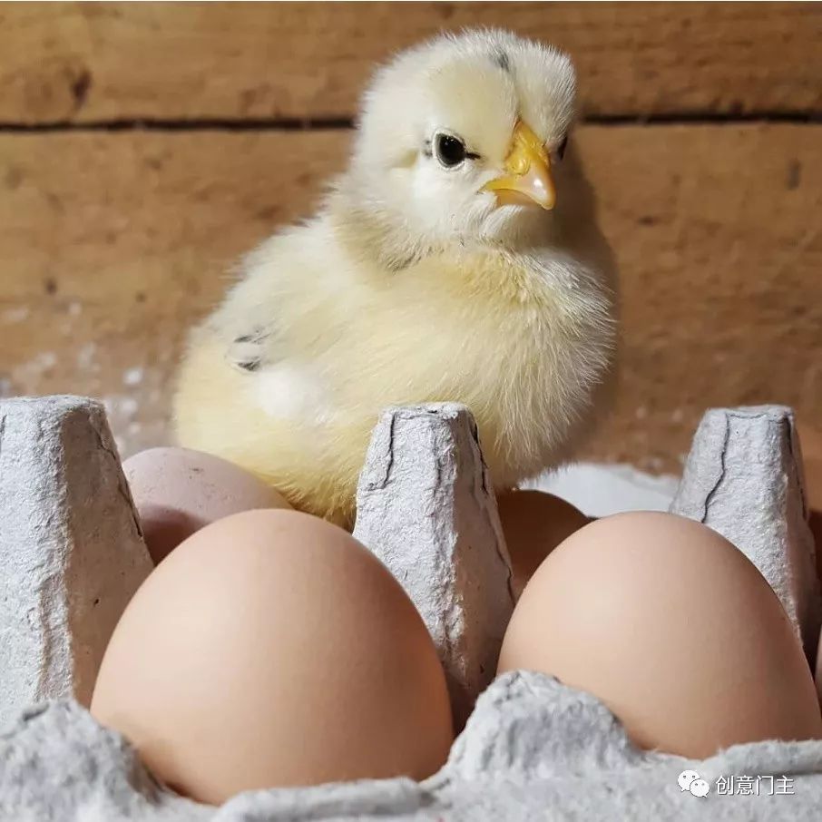 一组可爱的动物萌照,100张可爱动物图片