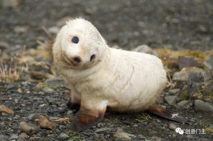 一组可爱的动物萌照,100张可爱动物图片