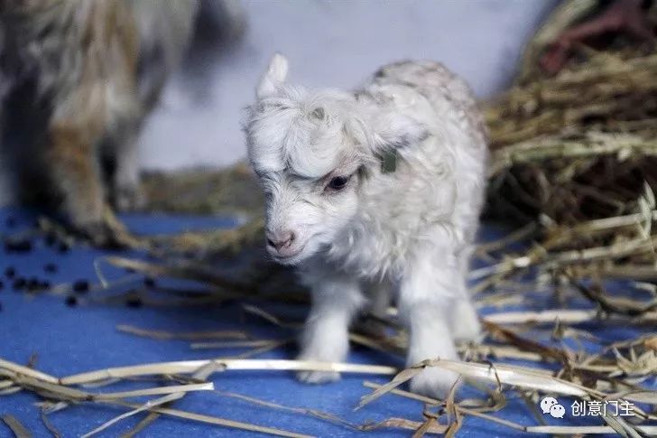 一组可爱的动物萌照,100张可爱动物图片