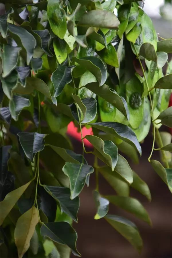 海南尖峰岭植物,海南尖峰岭国家森林公园问题
