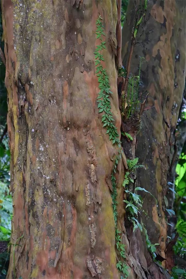 海南尖峰岭植物,海南尖峰岭国家森林公园问题