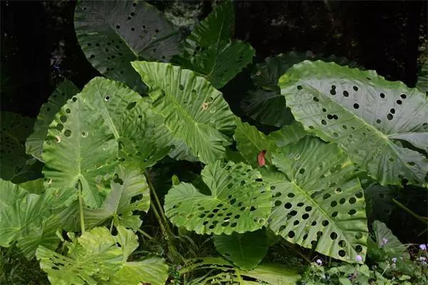 海南尖峰岭植物,海南尖峰岭国家森林公园问题