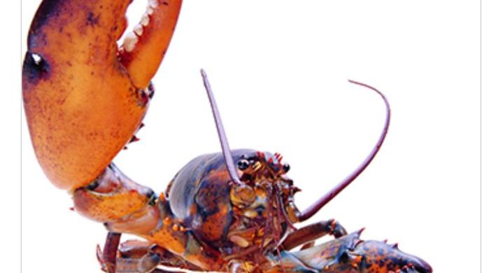 美国龙虾进口,澳洲龙虾跟墨西哥龙虾