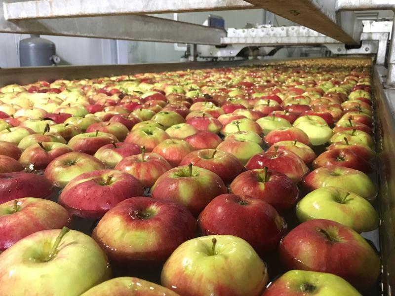 美国龙虾进口,澳洲龙虾跟墨西哥龙虾