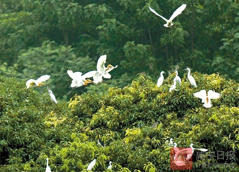 林业生态文明建设与绿色发展,咸宁林业系统生态文明建设