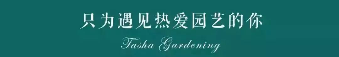 双11的第六天：给大家安利这款冬日绝不可错过的兔耳朵花