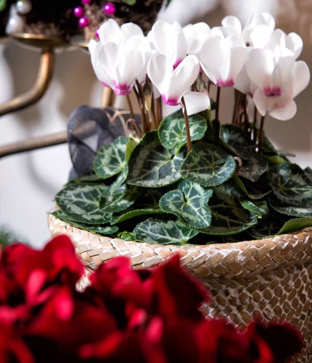 双11的第六天：给大家安利这款冬日绝不可错过的兔耳朵花