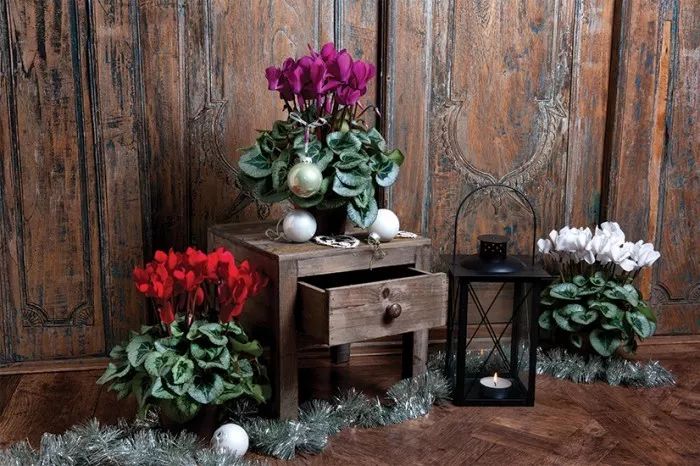 双11的第六天：给大家安利这款冬日绝不可错过的兔耳朵花