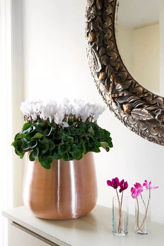 双11的第六天：给大家安利这款冬日绝不可错过的兔耳朵花