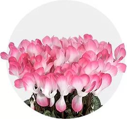 双11的第六天：给大家安利这款冬日绝不可错过的兔耳朵花