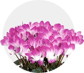 双11的第六天：给大家安利这款冬日绝不可错过的兔耳朵花