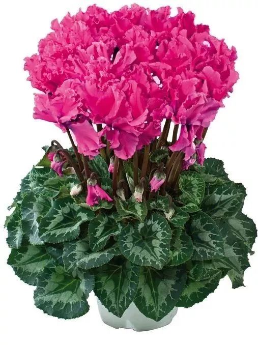 双11的第六天：给大家安利这款冬日绝不可错过的兔耳朵花