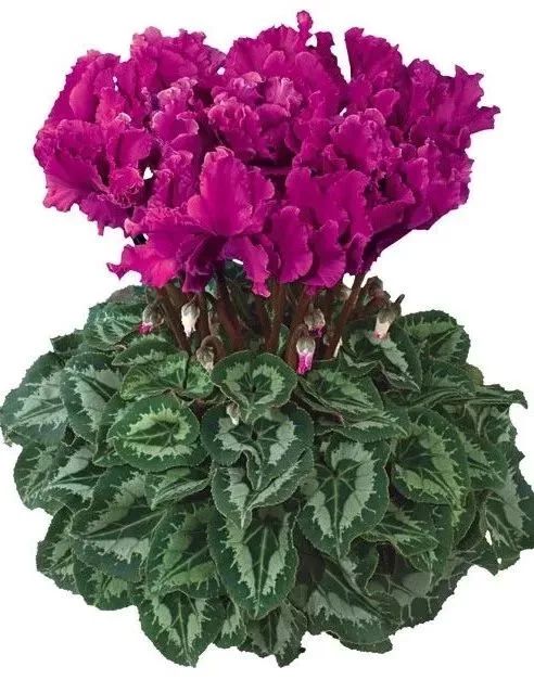 双11的第六天：给大家安利这款冬日绝不可错过的兔耳朵花