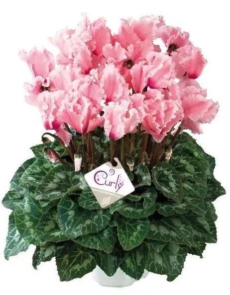 双11的第六天：给大家安利这款冬日绝不可错过的兔耳朵花