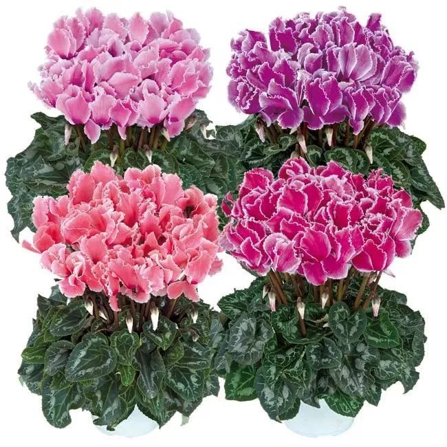 双11的第六天：给大家安利这款冬日绝不可错过的兔耳朵花