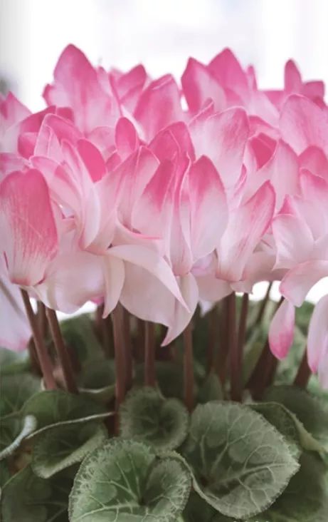 双11的第六天：给大家安利这款冬日绝不可错过的兔耳朵花