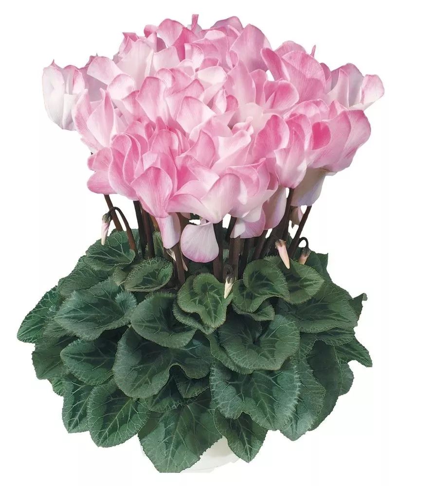 双11的第六天：给大家安利这款冬日绝不可错过的兔耳朵花